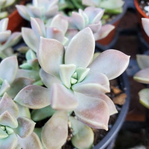 15 Dwarf ghost plant - Graptopetalum paraguayense bernalense Leaves Leaf  Sedum Graptopetalum Pachyphytum Succulent Propagation