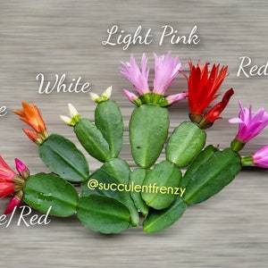May include: A close-up of a succulent plant with various colorful blooms. The flowers are in shades of orange, red, pink, and white. The image includes the text "Light Pink", "Red", "Pink", "Orange", "White", and "Orange/Red". The succulent has green leaves.