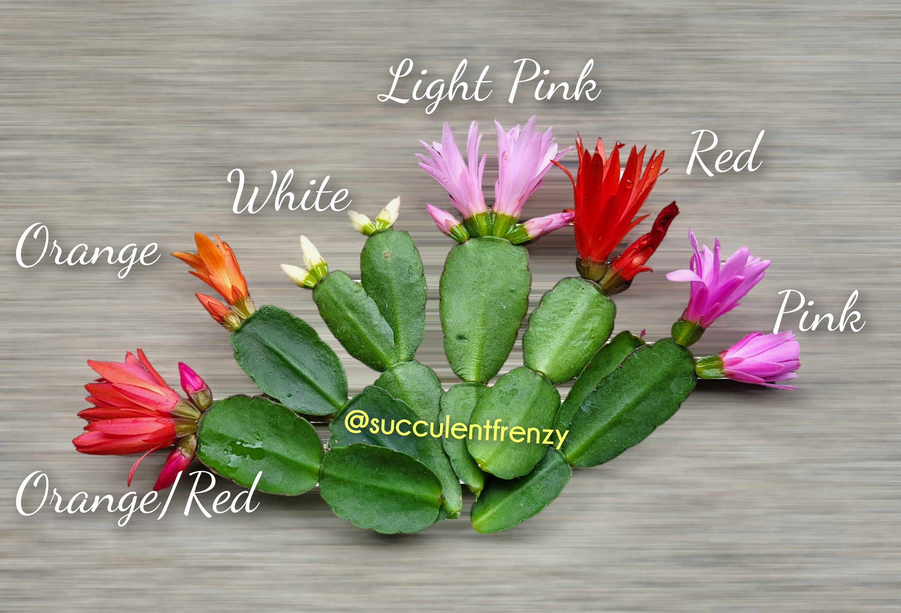Easter Cactus, Spring Cactus, Rhipsalidopsis Gaertneri - Unrooted Cuttings  PICK Your Color 211 - Etsy