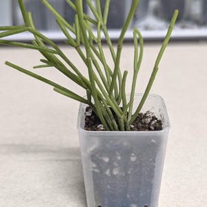 1.5" Square Seeding Pot | Miniature Flower Pot | Tiny Pot | Starter Pot | Plastic Pot | Propagation Cactus Succulent House Plant Pothos