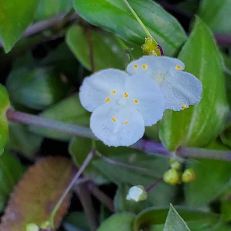 Tradescantia Bridal Veil Wandering Jew House Plant Etsy