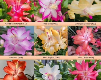 Schlumbergera Truncata - Holiday Cactus Mixed Color Red Yellow Pink Purple  White Bestseller - Etsy