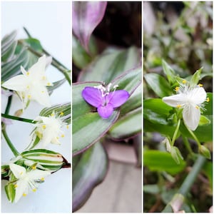 May include: Three close-up images of Tradescantia flowers. The first image shows white flowers with yellow centers. The second image shows a purple flower with white accents. The third image shows a white flower with yellow centers.
