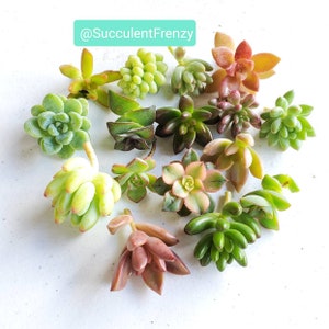 Mini Miniature Rosette Succulent Cutting/Clippings Tiny Crassula/Sedum/Graptopetalum Wall Arrangement/Zen Garden/Wreath/Wedding Flavor