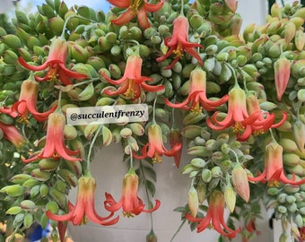 RARE Rooted Miniature Cotyledon pendens - Cliff Cotyledon Crassulaceae Succulent Hanging