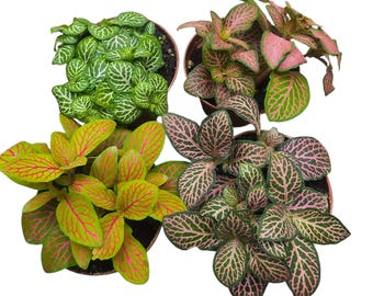 Fittonia nerve plant Terrarium Plant House Plant. Rooted/Cuttings.