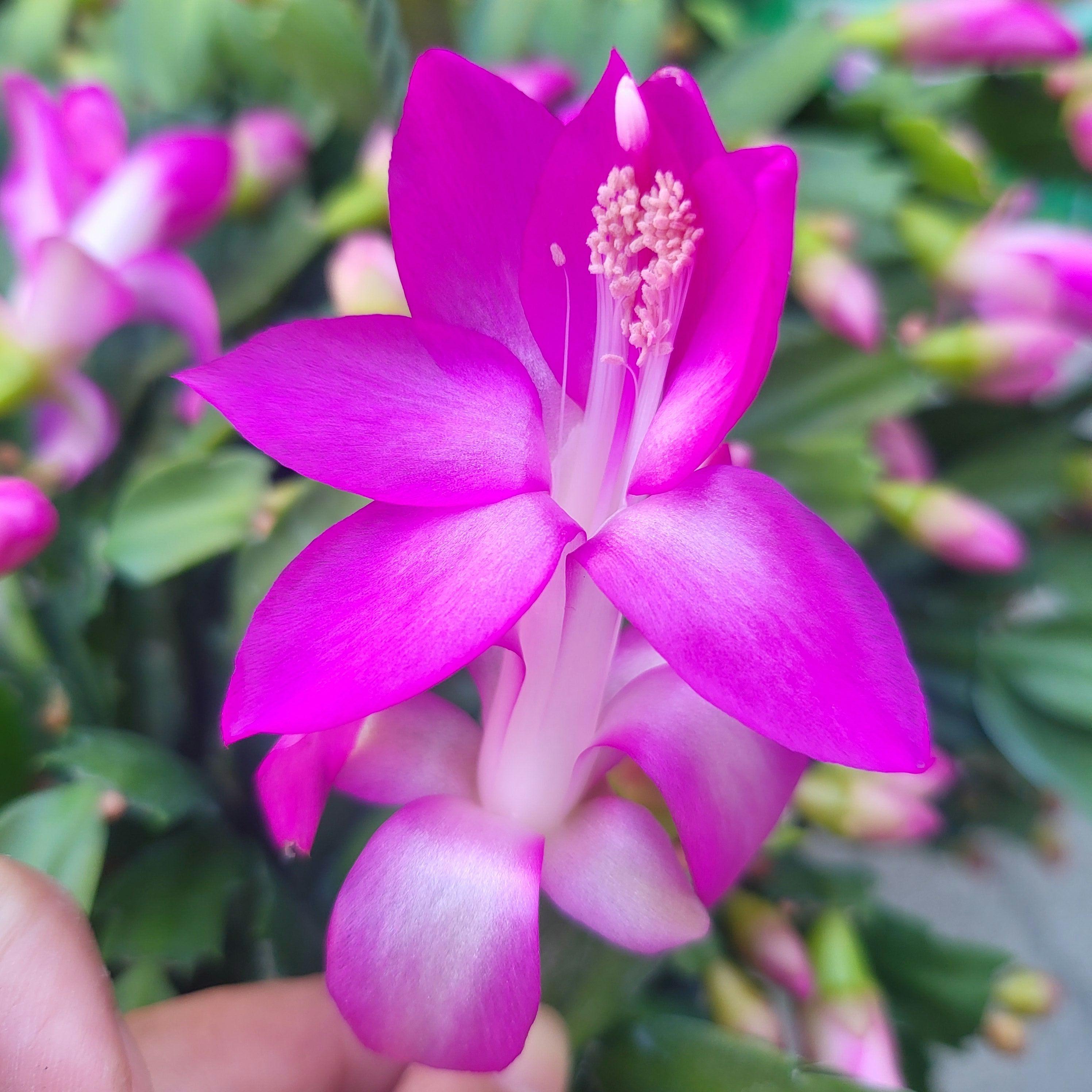 Thor Ritt (ID#31) Schlumbergera Truncata - Holiday Thanksgiving