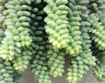 Succulent Cuttings Sedum Morganianum Burro’s Tail, Baby Donkey Tail  2-3 inches