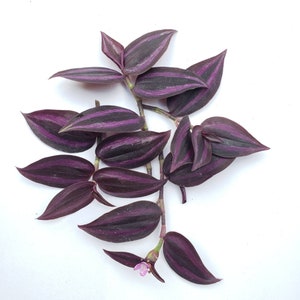 10 Cuttings) Wandering Jew Plant Tradescantia Cuttings Purple Zebrina House