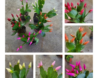 5 COLORS Easter/Spring Cactus Plant Pink Orange Red Easter/Spring Cactus Rhipsalidopsis gaertneri