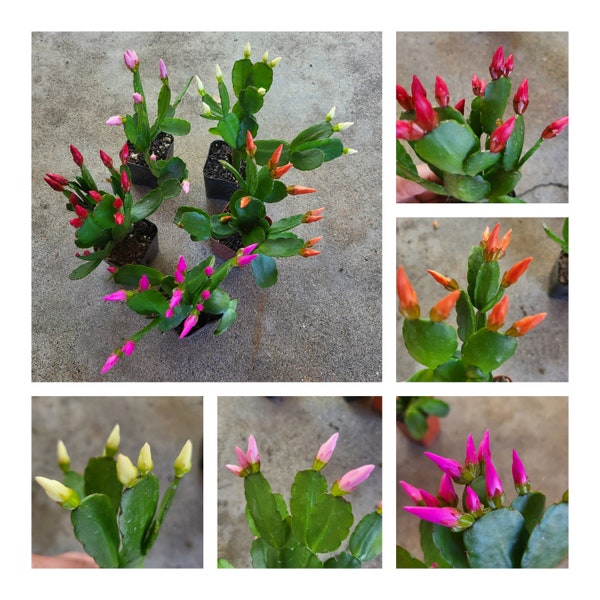 5 COLORS Easter/Spring Cactus Plant Pink Orange Red Easter/Spring Cactus Rhipsalidopsis gaertneri
