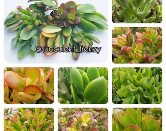 Jade Succulent Cuttings – 8 Variety Mix, House Plant