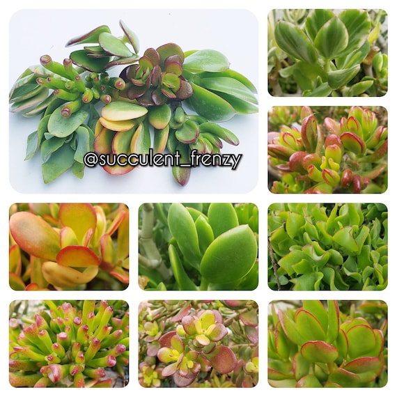 Jade Succulent Cuttings  8 Variety Mix, House Plant - Etsy