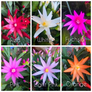 Spring Cactus, Easter Cactus, Rhipsalidopsis gaertneri - Unrooted Cuttings Plant Mixed Colors 2026