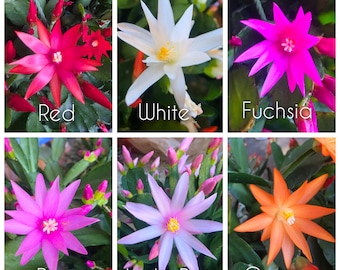 Spring Cactus, Easter Cactus, Rhipsalidopsis gaertneri - Unrooted Cuttings Plant Mixed Colors 2026