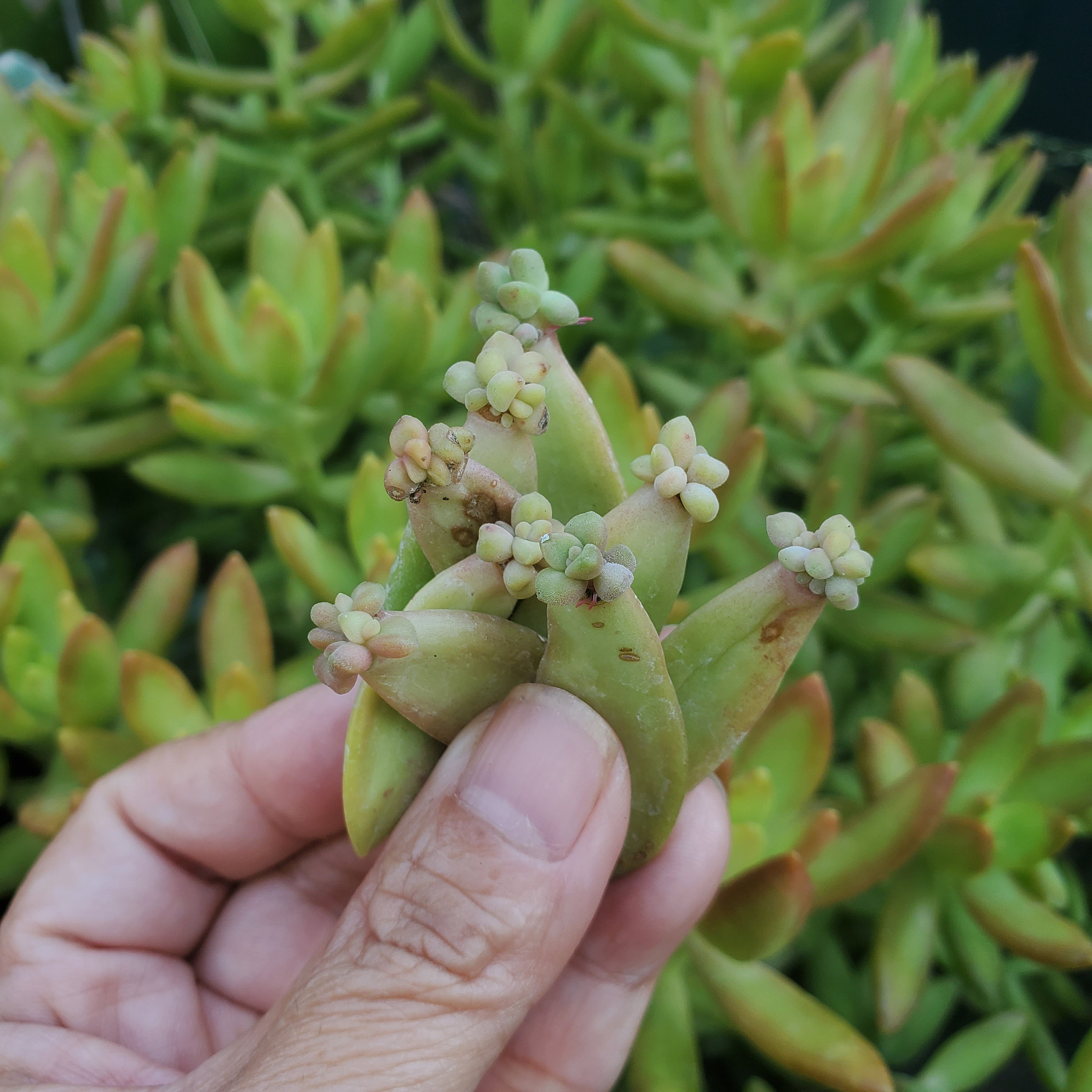 Sedum Nussbaumerianum Propagation