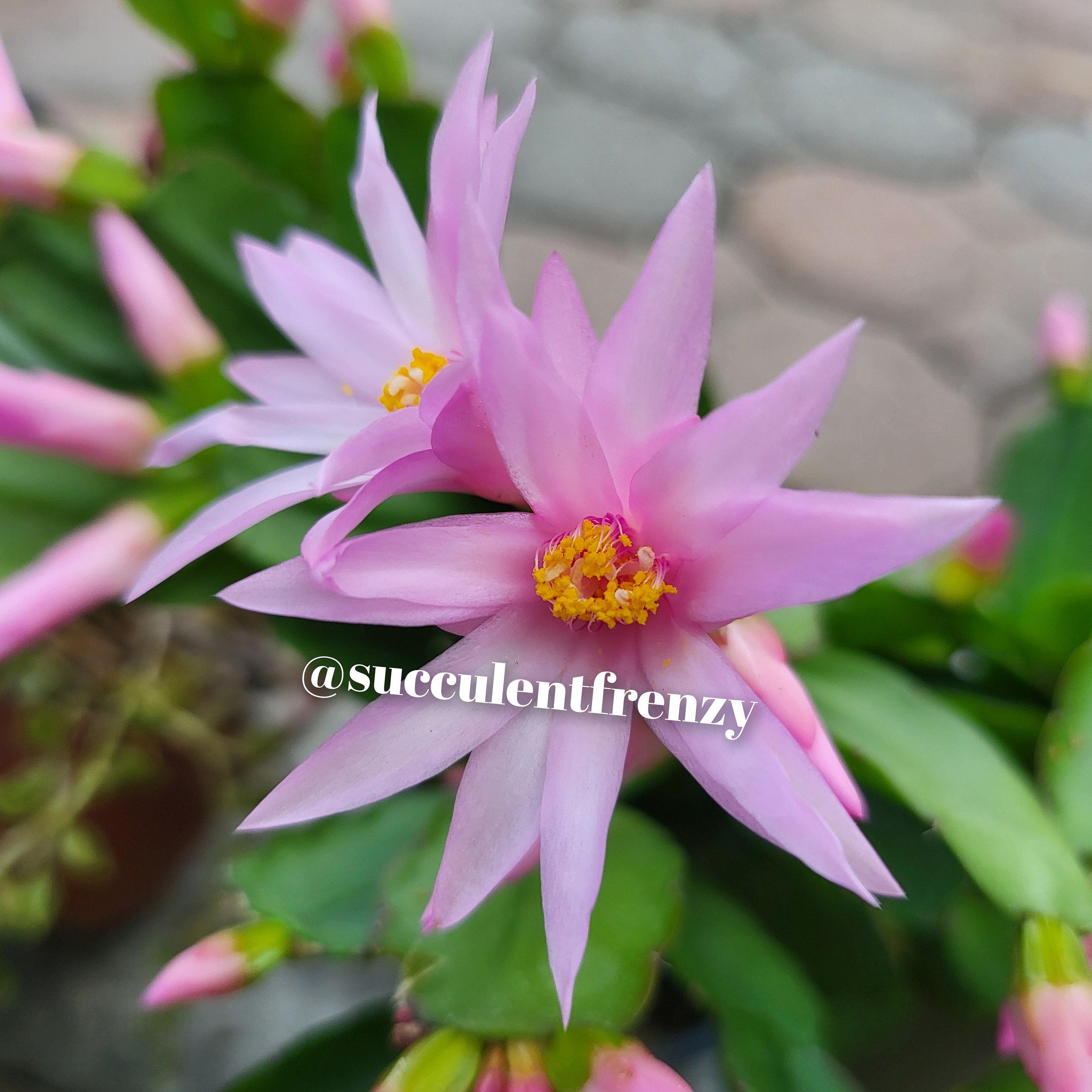 Root A Spring Cactus Orchid Cactus Easter Cactus, Spring Cactus, Rhipsalidopsis Gaertneri ...