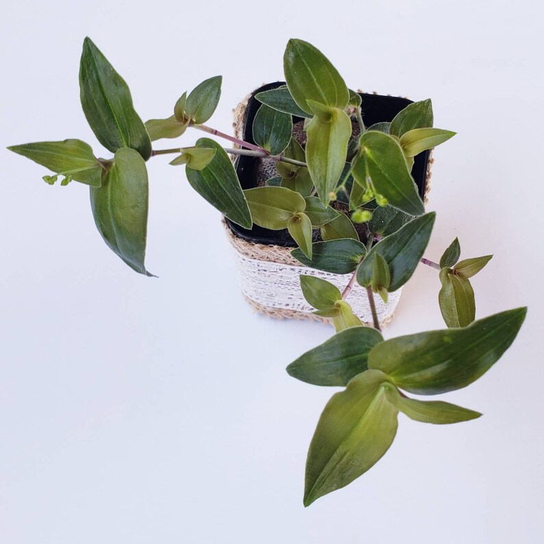 Tradescantia Bridal Veil Wandering Jew House Plant Etsy