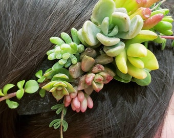 15 Miniature Succulent cuttings (10 Varieties) Wall Arrangement/Zen Garden/Wreath/Wedding Flavor