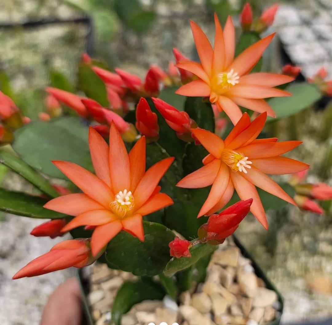 Orange Spring Cactus, Easter Cactus, Rhipsalidopsis Gaertneri - Etsy