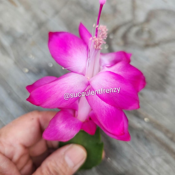 kunstpflanze xxl Orchidee Kunstpflanze deko