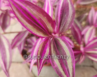 Tradescantia Sillamontana 'White Velvet' - Wandering Dude Live Houseplant - Succulents Depot