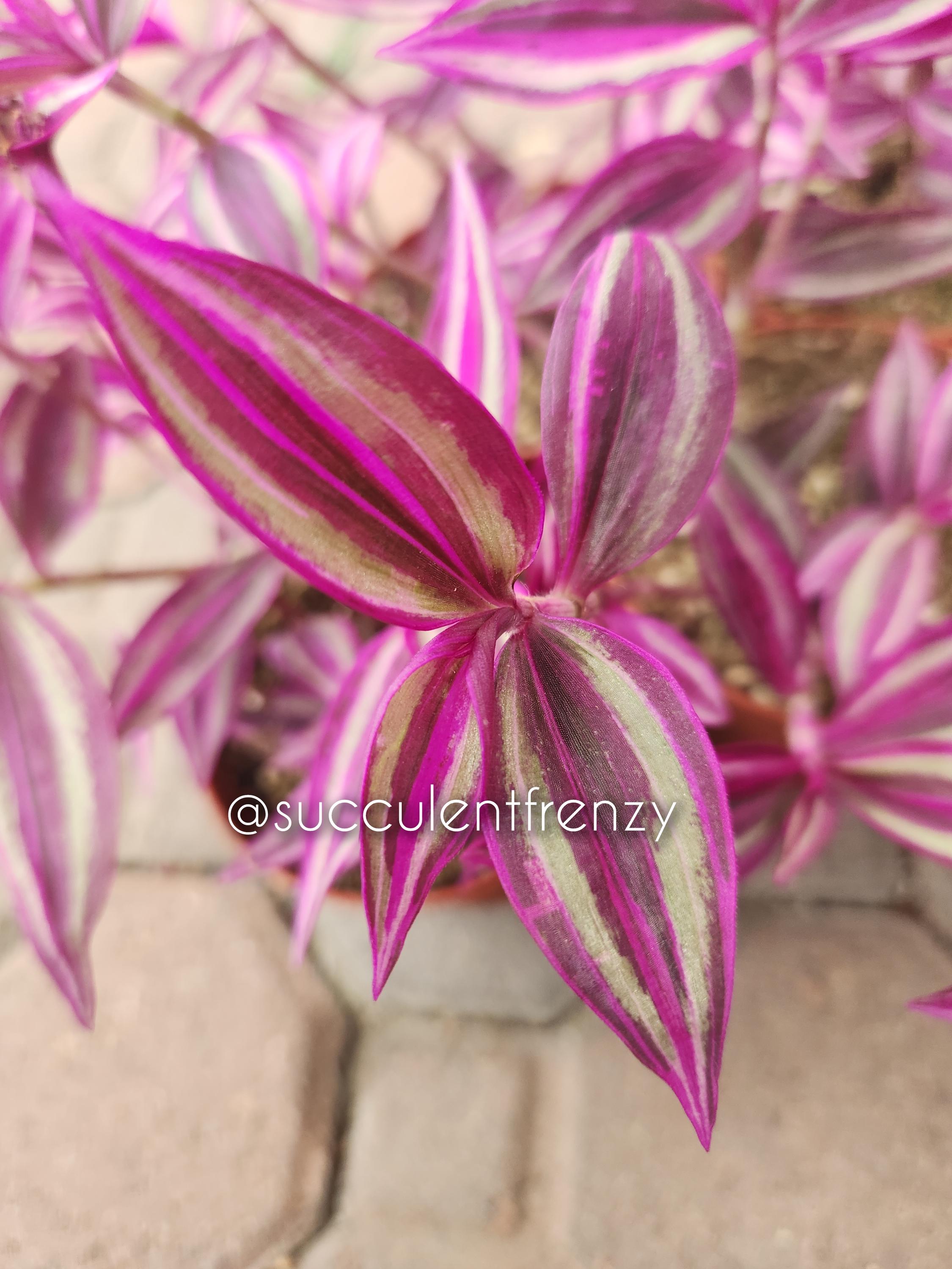 Tradescantia 'pink Paradise' Wandering Jew Variegated - Etsy