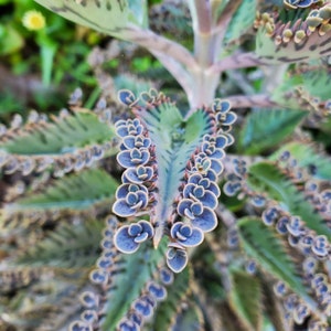 20 Plantlets/Babies Start Plant - Kalanchoe Daigremontiana "Mother of Thousands" Succulent