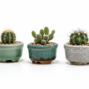 May include: Three small potted cacti in ceramic containers. The left pot is smooth light green, the center pot is a mottled teal with a brown base, and the right pot is white with a dark crackle glaze. Each plant sits in small pebbles.