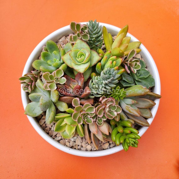 thumbnail image 2 of 15 Organic Succulent Cuttings – 15 Varieties, Vibrant Colors, Fast Growing – Free Shipping 2 of 2