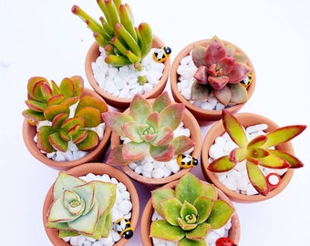 May include: Six small terracotta pots with white pebbles and various succulents. Each pot has a small decorative ladybug.