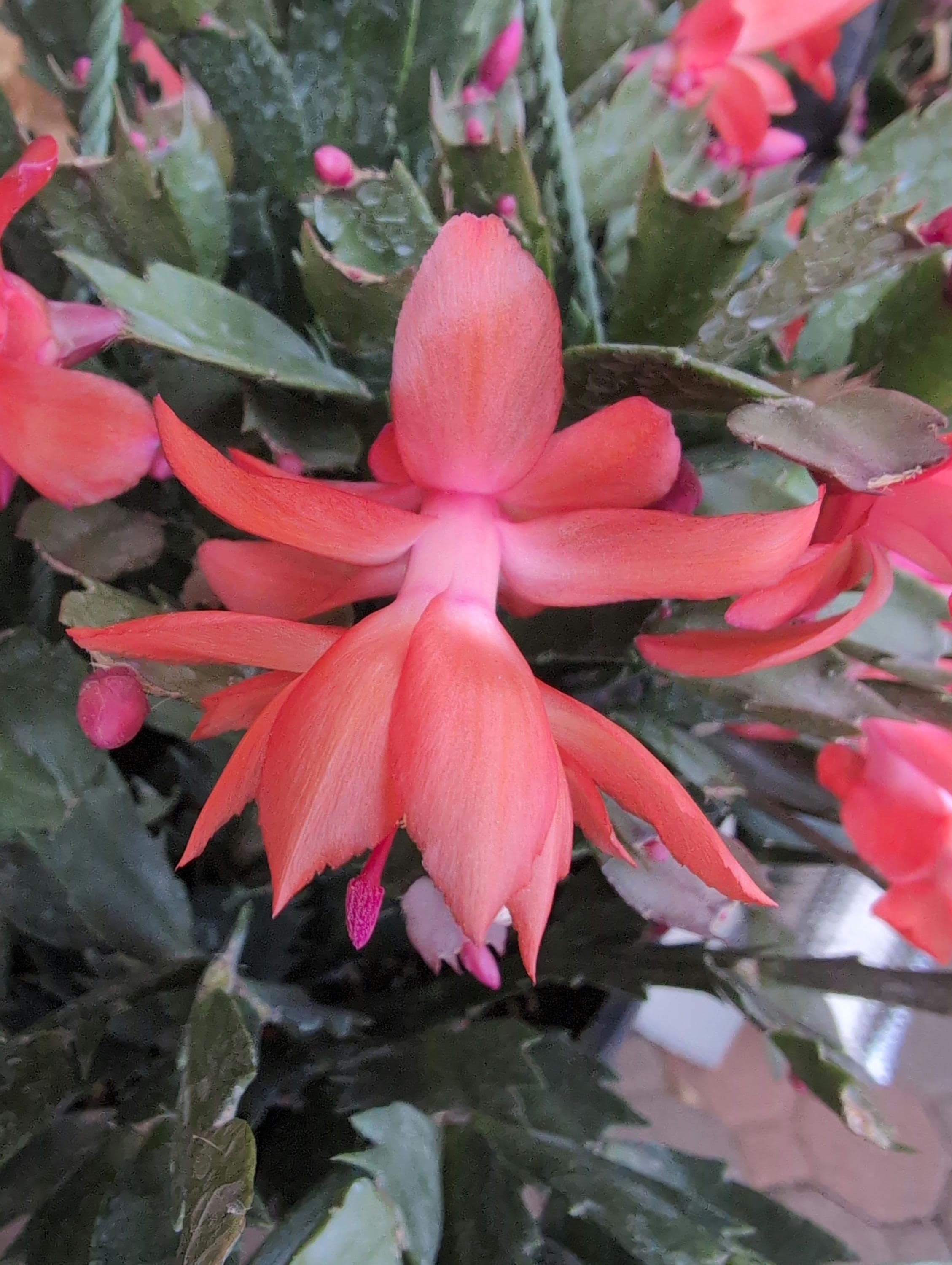 Thor Olivia (ID#11) Schlumbergera Truncata - Holiday Thanksgiving