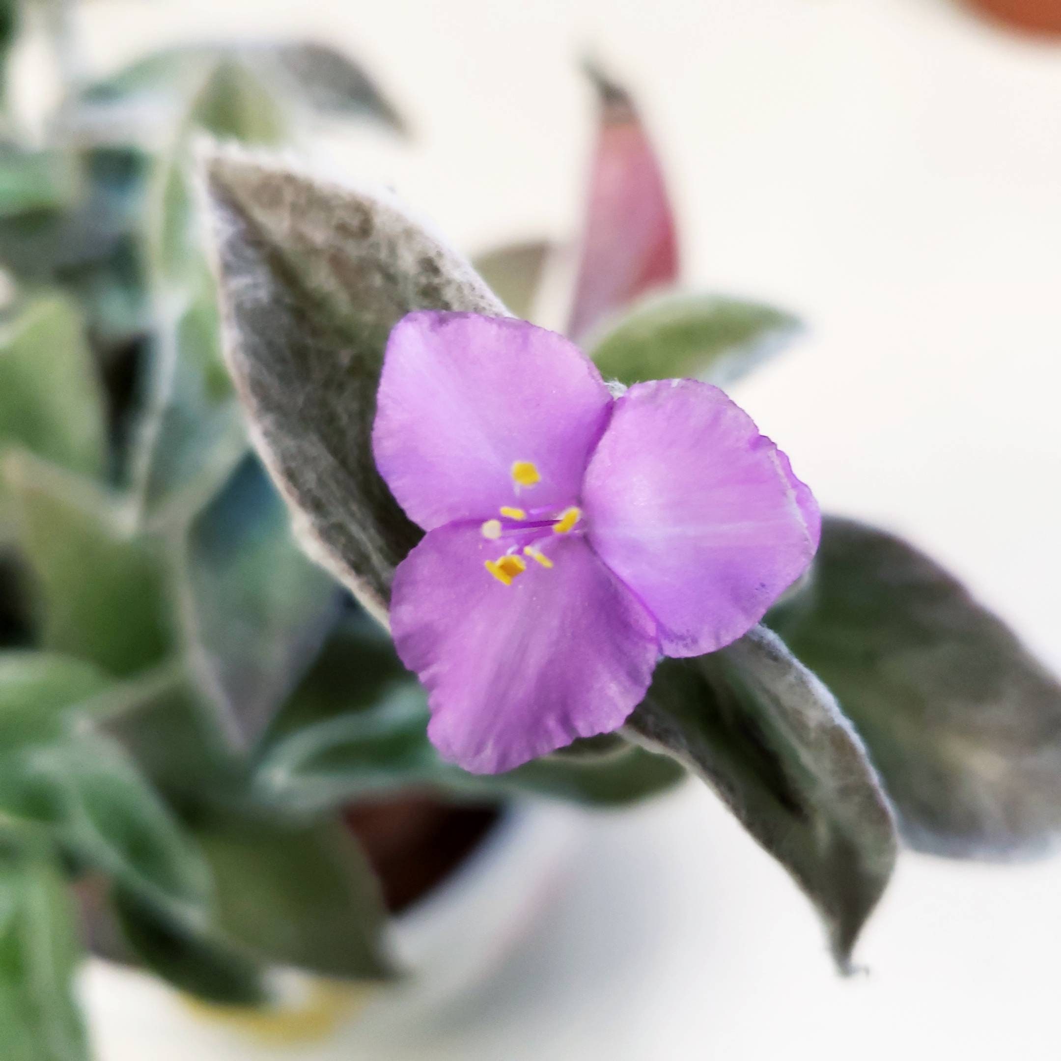 5 Cuttings Tradescantia Sillamontana White Velvet Cobweb