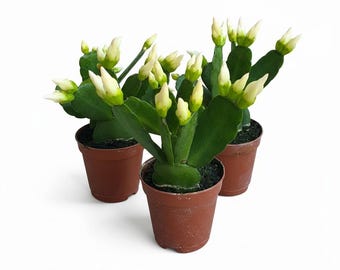 6/12 Mixed Easter Cactus Cuttings  Assorted Colors - Etsy