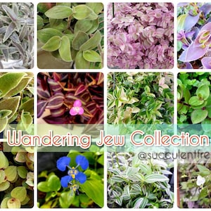 Variety Wandering Jew/Tradescantia Fluminensis Zebrina House Plant Starter Collection