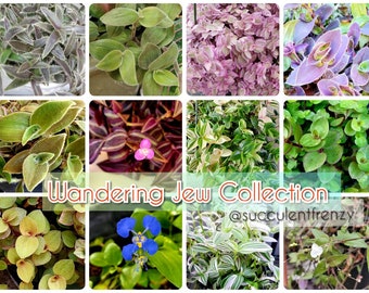 Variety Wandering Jew/Tradescantia Fluminensis Zebrina House Plant Starter Collection