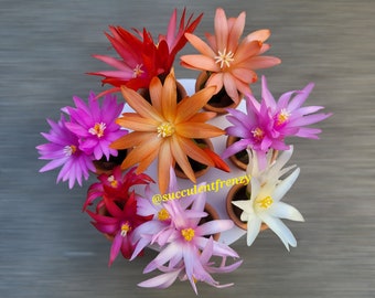 Spring Cactus, Easter Cactus, Rhipsalidopsis gaertneri - Unrooted Cuttings Plant Mixed Colors