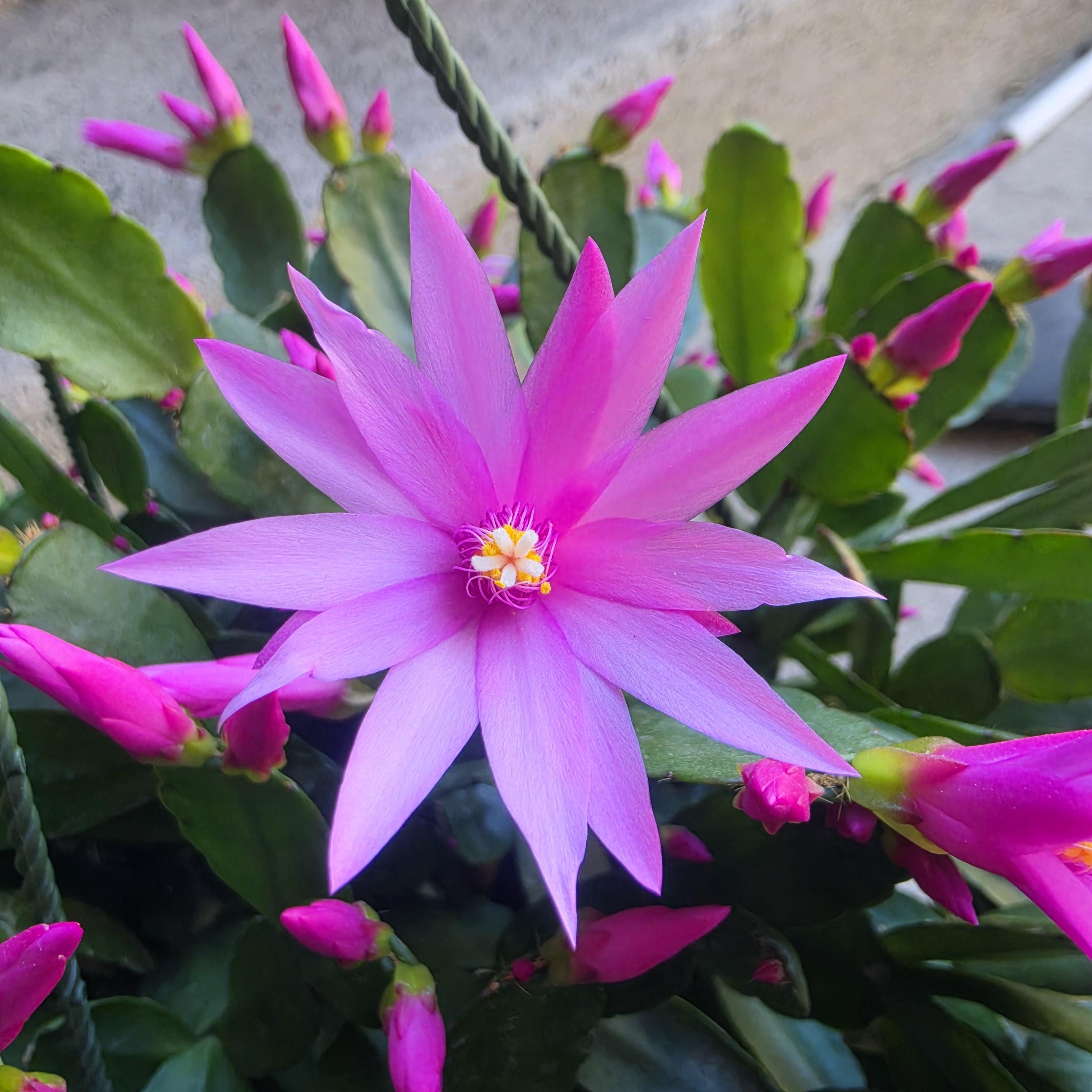 Root A Spring Cactus Spring Cactus, Easter Cactus, Rhipsalidopsis Gaertneri - Unrooted ...