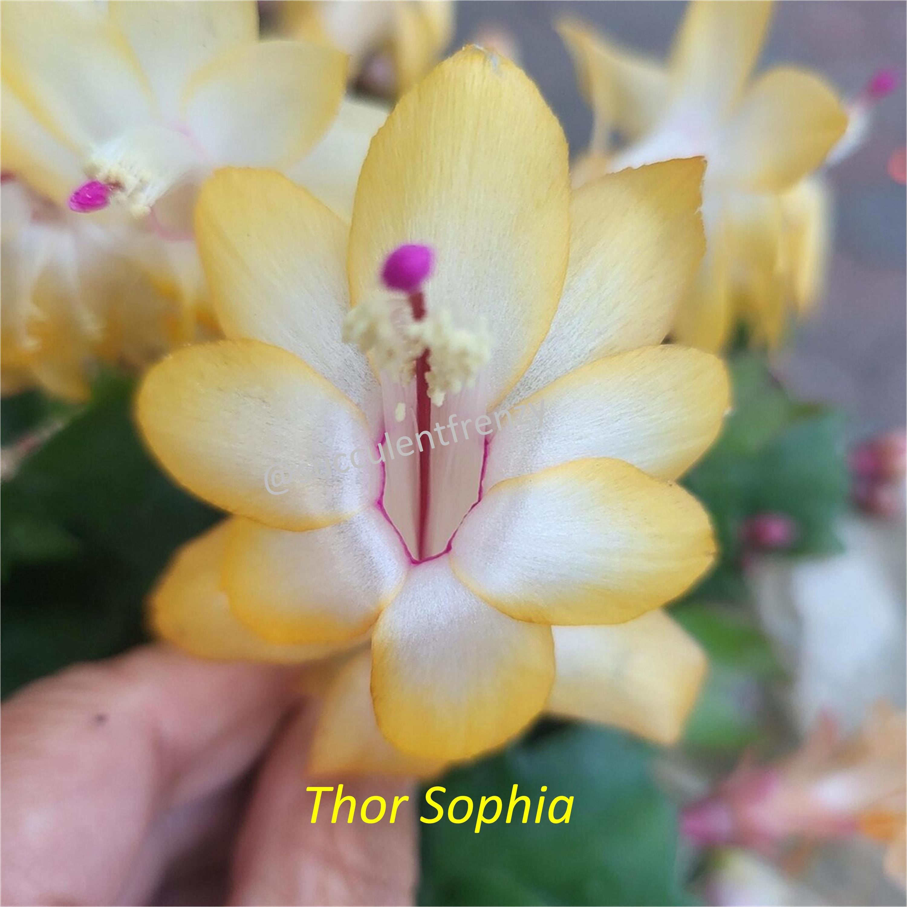 Thanksgiving Cactus Holiday MIXED COLORS Schlumbergera Truncata