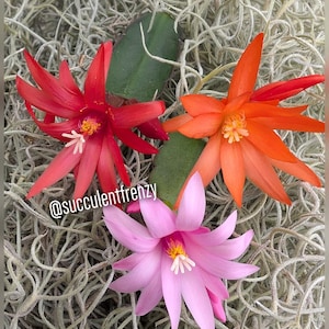 Spring Cactus, Easter Cactus, Rhipsalidopsis gaertneri - Unrooted Cuttings Plant Mixed Colors