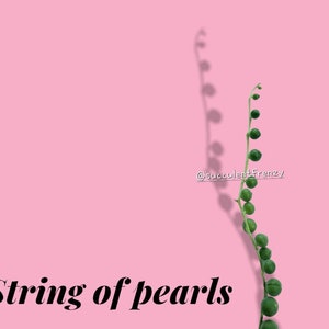 String of Pearls Plant Cuttings – Easy Grow Indoor Succulent