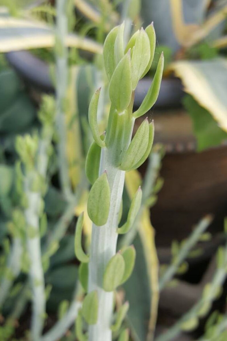 3x Senecio Anteuphorbium Swizzle Sticks Succulent Plant RARE Etsy