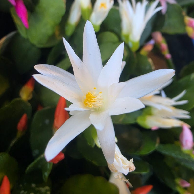 Root A Spring Cactus Spring Cactus, Easter Cactus, Rhipsalidopsis Gaertneri - Unrooted ...