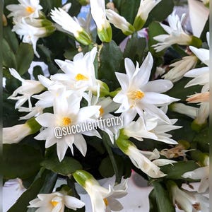 WHITE Spring - Easter Cactus, Rhipsalidopsis gaertneri - Unrooted Cuttings Plant