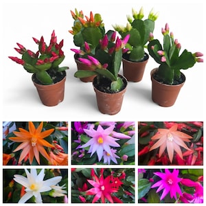 May include: A collection of potted Christmas cactus plants with vibrant blooms in shades of red, pink, orange, and white. The image also shows close-up views of the flowers, showcasing their intricate petal arrangements and yellow centers. The plants are in small brown pots.