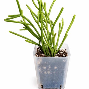 May include: A Rhipsalis baccifera plant with thin, cylindrical, bright green stems growing in a clear plastic square pot filled with dark soil. A blue measuring tape is placed at the base, showing the pot width is approximately 2 inches.