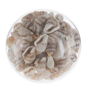 May include: A clear glass sphere filled with a variety of small seashells. The shells are primarily white and tan, with spiral and conical shapes. The sphere is set against a white background.