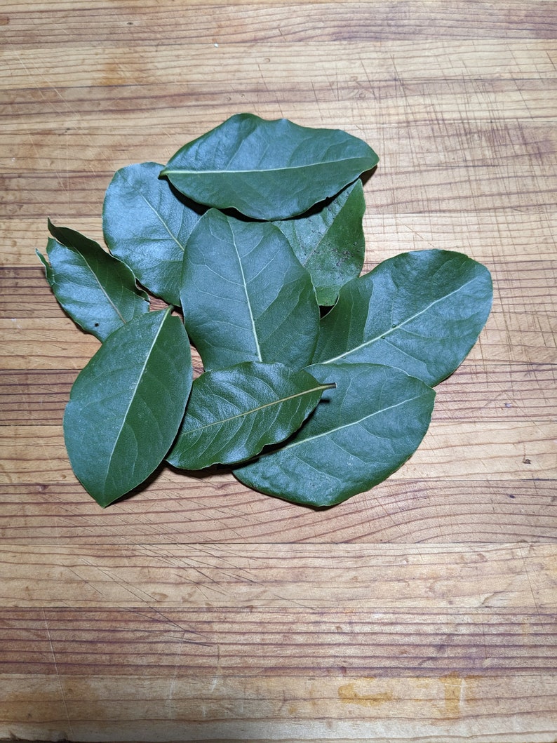 Laurel Bay Leaf florida Grown Fresh and Sealed 10 Leaves Etsy