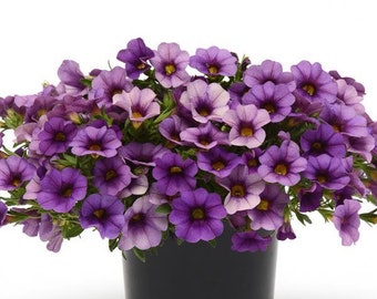 Calibrachoa Seeds Kabloom Cherry 25 Pelleted Seeds
