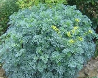 50 semi di santoreggia, Satureja hortensis santoreggia comune, giardini salati, gustato, poivrette pepe asino, St Julien erba 50 semi di santoreggia, Satureja hortensis santoreggia comune, giardini salati, gustato, poivrette pepe asino, St Julien erba